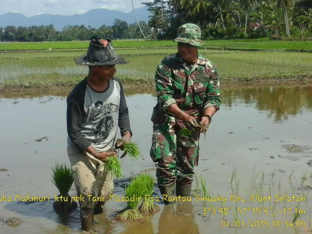 BABINSA Aceh Selatan dampingi petani menanam padi di Klue Selatan